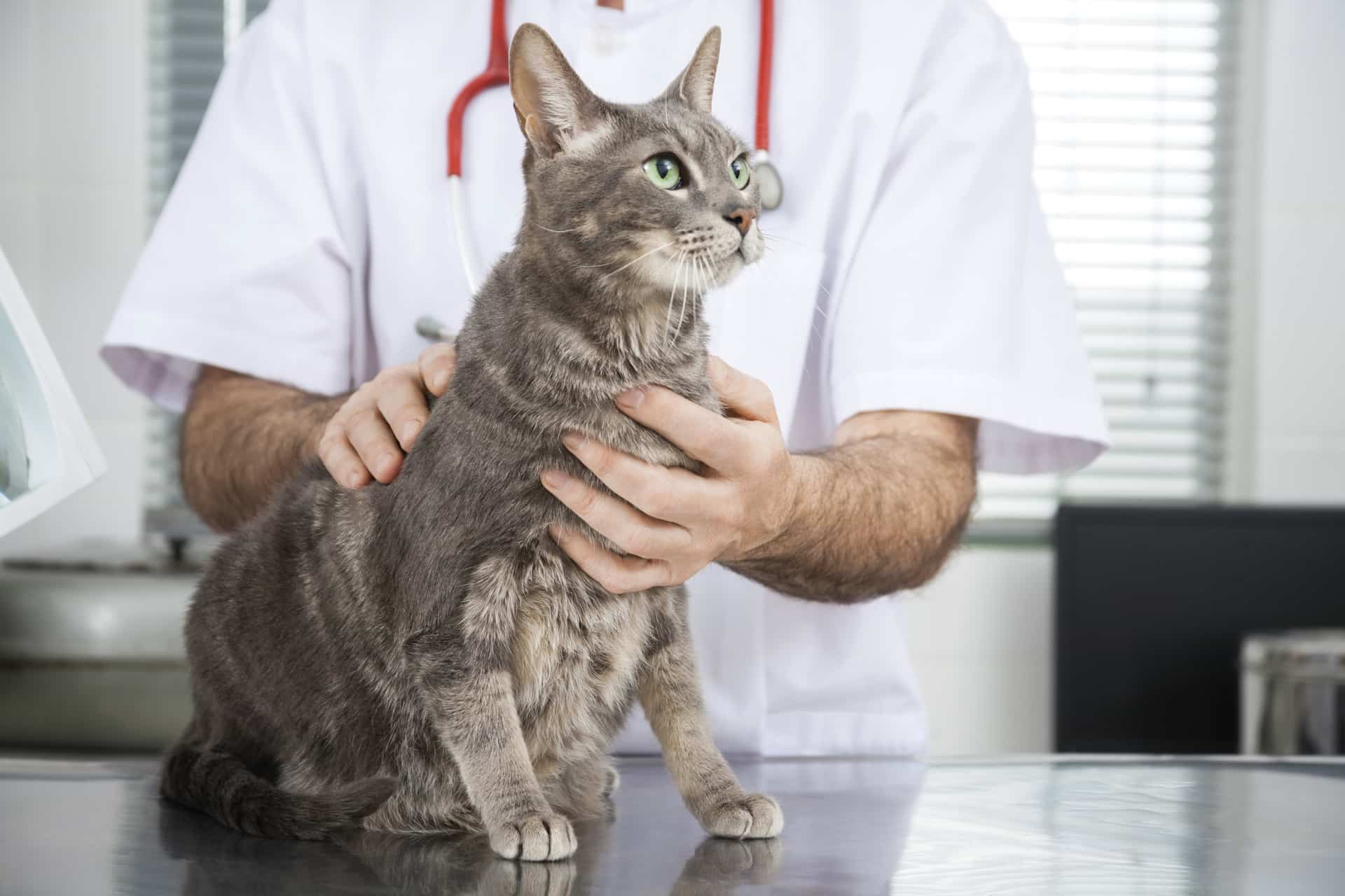 Ветеринар проводит осмотр кошки на столе